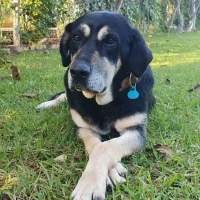 Adopta a Milo
