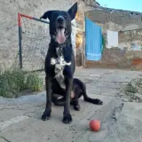 Adopta a Leo