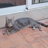 Adopta a Gandalf