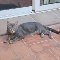 Adopta a Gandalf