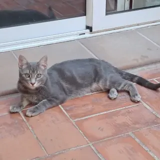 Gandalf