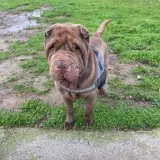Adopta a Pluto