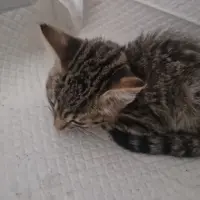 Adopta a Kai