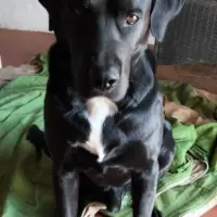 Adopta a Mambo
