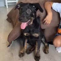Adopta a Cachorrita Mestiza Chow Chow Y Pastor Holandes