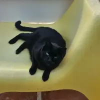 Adopta a Kyril