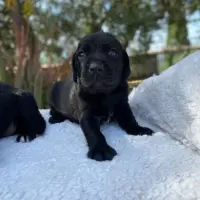 Adopta a Brian O'conner