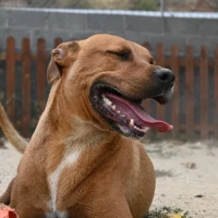 Adopta a Oliver