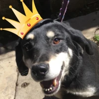 Adopta a Princesa