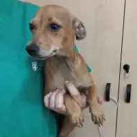 Adopta a Vanesa