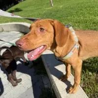 Adopta a Haku