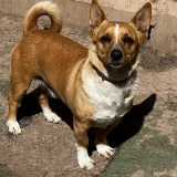 Adopta a Coco