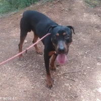 Adopta a Calimero