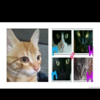 Adopta a Sofía, Gizmo, Lin Y Thanos