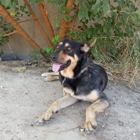 Adopta a Maya