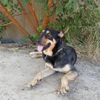 Maya