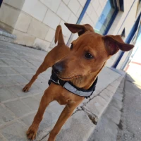 Adopta a Tony