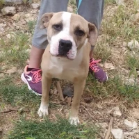 Adopta a Rufo