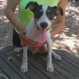 Adopta a Piter