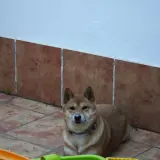 Adopta a Akira