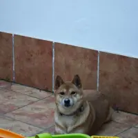 Adopta a Akira