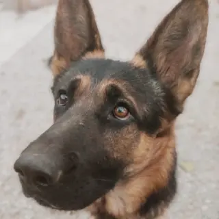 Armani