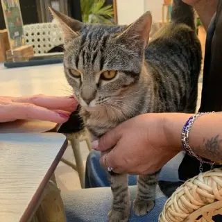 Mónica