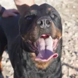 Adopta a Kinton