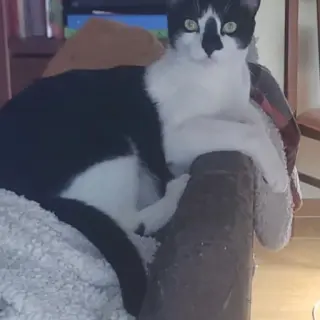 Houdini