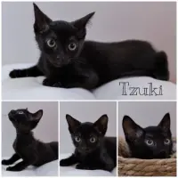 Adopta a Tzuki