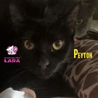 Adopta a Peyton