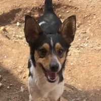 Adopta a Suneo