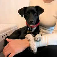 Adopta a Gala