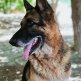 Adopta a Brandon