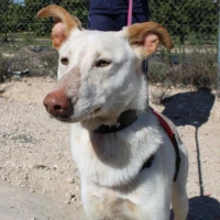 Adopta a Atlas