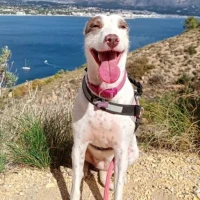 Adopta a Ohana