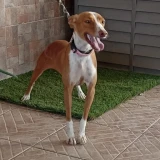 Adopta a Maialen