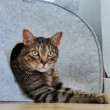 Adopta a Teo