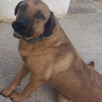 Adopta a Toby