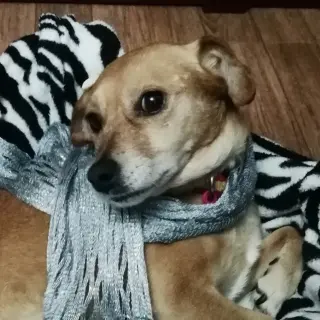 Canina