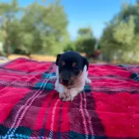 Adopta a Daphne