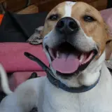 Adopta a Zeus