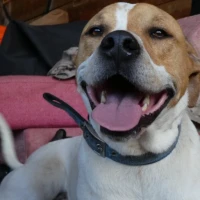 Adopta a Zeus