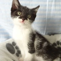 Adopta a Baldur