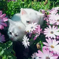Adopta a Parejita De 2 Bebés