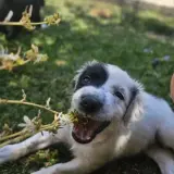 Adopta a Bolero Cachorro Tlf 645978718