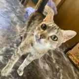 Adopta a Perla