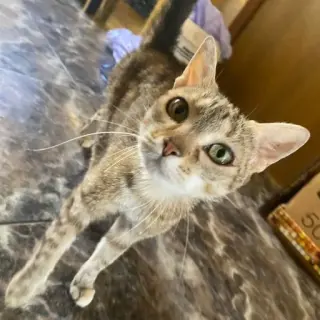 Perla