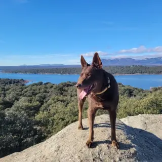 Thor