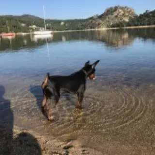 Tino